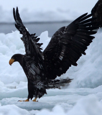 BIRD - EAGLE - STELLER'S SEA EAGLE - RAUSU, SHIRETOKO PENINSULA & NATIONAL PARK, HOKKAIDO JAPAN (91).JPG