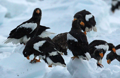 BIRD - EAGLE - STELLER'S SEA EAGLE - RAUSU, SHIRETOKO PENINSULA, HOKKAIDO JAPAN (102).JPG