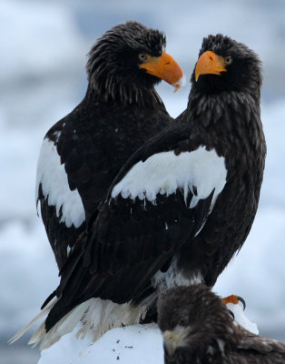 BIRD - EAGLE - STELLER'S SEA EAGLE - RAUSU, SHIRETOKO PENINSULA, HOKKAIDO JAPAN (121).JPG