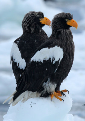 BIRD - EAGLE - STELLER'S SEA EAGLE - RAUSU, SHIRETOKO PENINSULA, HOKKAIDO JAPAN (148).JPG