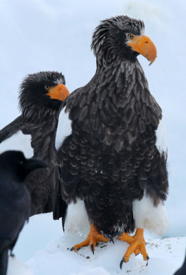 BIRD - EAGLE - STELLER'S SEA EAGLE - RAUSU, SHIRETOKO PENINSULA, HOKKAIDO JAPAN (167).JPG
