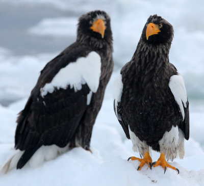 BIRD - EAGLE - STELLER'S SEA EAGLE - RAUSU, SHIRETOKO PENINSULA, HOKKAIDO JAPAN (176).JPG