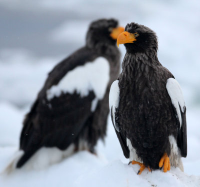 BIRD - EAGLE - STELLER'S SEA EAGLE - RAUSU, SHIRETOKO PENINSULA, HOKKAIDO JAPAN (180).JPG