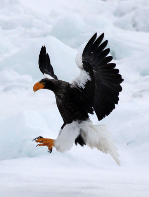 BIRD - EAGLE - STELLER'S SEA EAGLE - RAUSU, SHIRETOKO PENINSULA, HOKKAIDO JAPAN (196).jpg