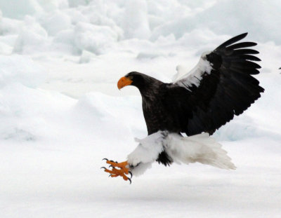 BIRD - EAGLE - STELLER'S SEA EAGLE - RAUSU, SHIRETOKO PENINSULA, HOKKAIDO JAPAN (197).JPG