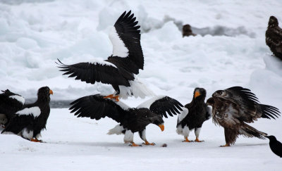 BIRD - EAGLE - STELLER'S SEA EAGLE - RAUSU, SHIRETOKO PENINSULA, HOKKAIDO JAPAN (222).JPG