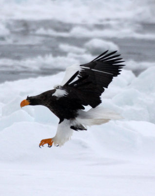 BIRD - EAGLE - STELLER'S SEA EAGLE - RAUSU, SHIRETOKO PENINSULA, HOKKAIDO JAPAN (235).JPG