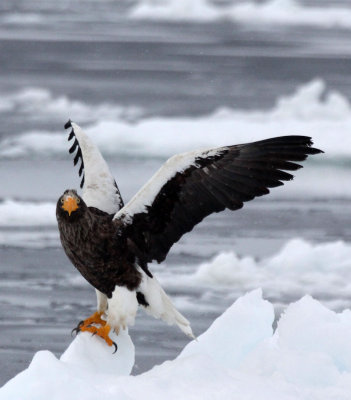 BIRD - EAGLE - STELLER'S SEA EAGLE - RAUSU, SHIRETOKO PENINSULA, HOKKAIDO JAPAN (265).JPG