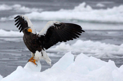 BIRD - EAGLE - STELLER'S SEA EAGLE - RAUSU, SHIRETOKO PENINSULA, HOKKAIDO JAPAN (268).JPG