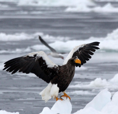 BIRD - EAGLE - STELLER'S SEA EAGLE - RAUSU, SHIRETOKO PENINSULA, HOKKAIDO JAPAN (274).JPG