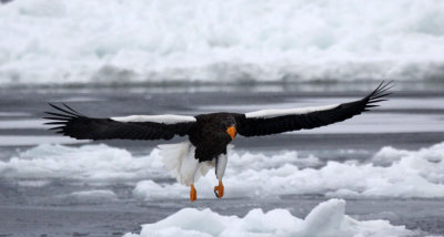 BIRD - EAGLE - STELLER'S SEA EAGLE - RAUSU, SHIRETOKO PENINSULA, HOKKAIDO JAPAN (279).JPG