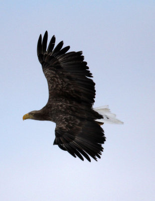 BIRD - EAGLE - WHITE-TAIL EAGLE - AKAN INTERNATIONAL CRANE CENTER - HOKKAIDO JAPAN (17).JPG