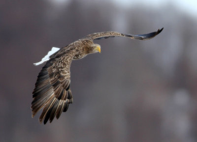 BIRD - EAGLE - WHITE-TAIL EAGLE - AKAN INTERNATIONAL CRANE CENTER - HOKKAIDO JAPAN (30).JPG