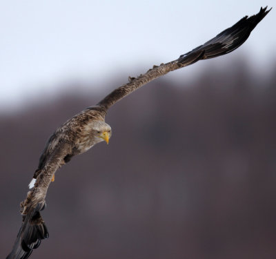 BIRD - EAGLE - WHITE-TAIL EAGLE - AKAN INTERNATIONAL CRANE CENTER - HOKKAIDO JAPAN (34).JPG