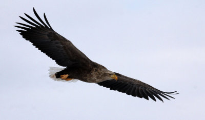 BIRD - EAGLE - WHITE-TAIL EAGLE - AKAN INTERNATIONAL CRANE CENTER - HOKKAIDO JAPAN (44).JPG