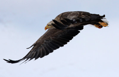 BIRD - EAGLE - WHITE-TAIL EAGLE - AKAN INTERNATIONAL CRANE CENTER - HOKKAIDO JAPAN (46).JPG