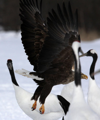 BIRD - EAGLE - WHITE-TAIL EAGLE - AKAN INTERNATIONAL CRANE CENTER - HOKKAIDO JAPAN (49).JPG