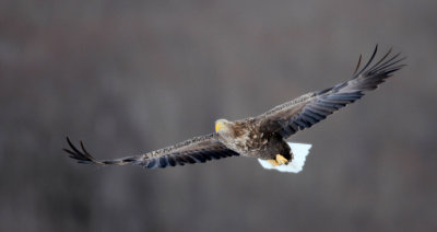 BIRD - EAGLE - WHITE-TAIL EAGLE - AKAN INTERNATIONAL CRANE CENTER - HOKKAIDO JAPAN (5).JPG