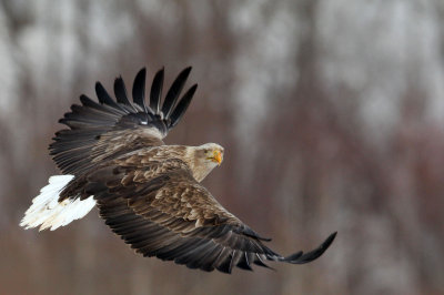 BIRD - EAGLE - WHITE-TAIL EAGLE - AKAN INTERNATIONAL CRANE CENTER - HOKKAIDO JAPAN (54).JPG