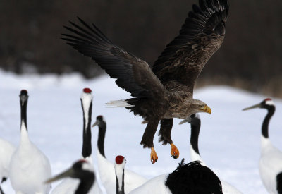 BIRD - EAGLE - WHITE-TAIL EAGLE - AKAN INTERNATIONAL CRANE CENTER - HOKKAIDO JAPAN (61).JPG