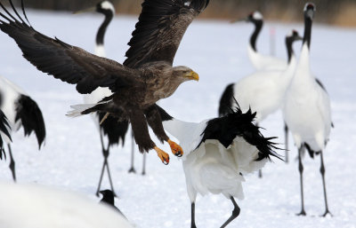 BIRD - EAGLE - WHITE-TAIL EAGLE - AKAN INTERNATIONAL CRANE CENTER - HOKKAIDO JAPAN (63).JPG