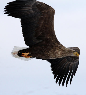 BIRD - EAGLE - WHITE-TAIL EAGLE - AKAN INTERNATIONAL CRANE CENTER - HOKKAIDO JAPAN (65).JPG