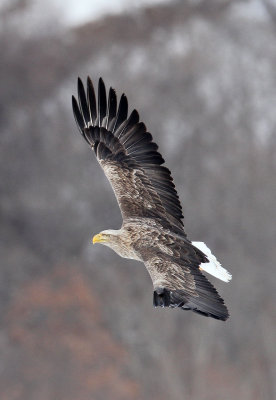 BIRD - EAGLE - WHITE-TAIL EAGLE - AKAN INTERNATIONAL CRANE CENTER - HOKKAIDO JAPAN (66).JPG