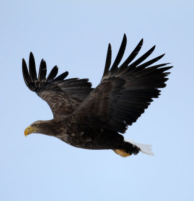 BIRD - EAGLE - WHITE-TAIL EAGLE - AKAN INTERNATIONAL CRANE CENTER - HOKKAIDO JAPAN (7).JPG