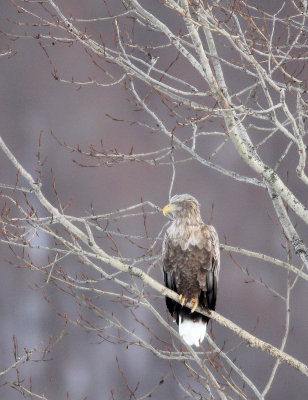 BIRD - EAGLE - WHITE-TAILED EAGLE - AKAN INTERNATIONAL CRANE CENTER - HOKKAIDO JAPAN (11).JPG