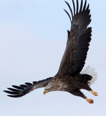 BIRD - EAGLE - WHITE-TAILED EAGLE - AKAN INTERNATIONAL CRANE CENTER - HOKKAIDO JAPAN (20).JPG