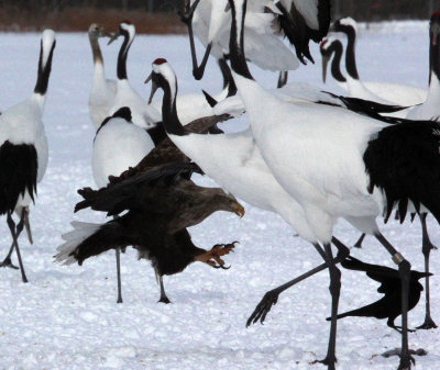 BIRD - EAGLE - WHITE-TAILED EAGLE - AKAN INTERNATIONAL CRANE CENTER - HOKKAIDO JAPAN (27).JPG