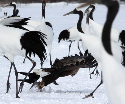 BIRD - EAGLE - WHITE-TAILED EAGLE - AKAN INTERNATIONAL CRANE CENTER - HOKKAIDO JAPAN (28).JPG