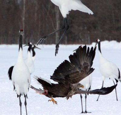 BIRD - EAGLE - WHITE-TAILED EAGLE - AKAN INTERNATIONAL CRANE CENTER - HOKKAIDO JAPAN (31).JPG