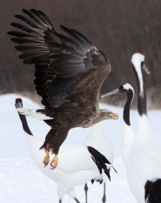 BIRD - EAGLE - WHITE-TAILED EAGLE - AKAN INTERNATIONAL CRANE CENTER - HOKKAIDO JAPAN (36).JPG