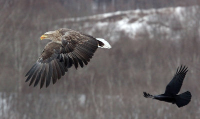 BIRD - EAGLE - WHITE-TAILED EAGLE - AKAN INTERNATIONAL CRANE CENTER - HOKKAIDO JAPAN (39).JPG