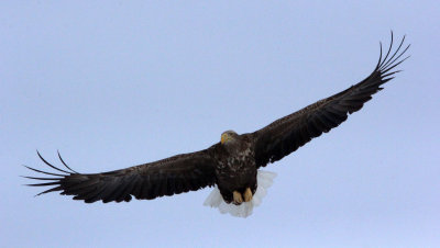 BIRD - EAGLE - WHITE-TAILED EAGLE - AKAN INTERNATIONAL CRANE CENTER - HOKKAIDO JAPAN (45).JPG