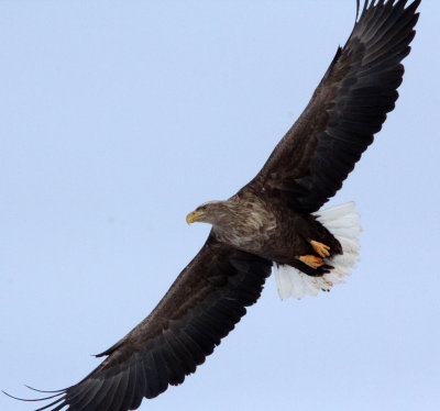 BIRD - EAGLE - WHITE-TAILED EAGLE - AKAN INTERNATIONAL CRANE CENTER - HOKKAIDO JAPAN (61).JPG