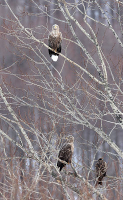 BIRD - EAGLE - WHITE-TAILED EAGLE - AKAN INTERNATIONAL CRANE CENTER - HOKKAIDO JAPAN (7).JPG