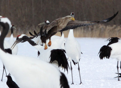 BIRD - EAGLE - WHITE-TAILED EAGLE - AKAN INTERNATIONAL CRANE CENTER - HOKKAIDO JAPAN (71).JPG
