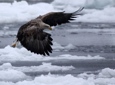 BIRD - EAGLE - WHITE-TAILED EAGLE - RAUSU - SHIRETOKO PENINSULA & NATIONAL PARK - HOKKAIDO JAPAN (17).JPG