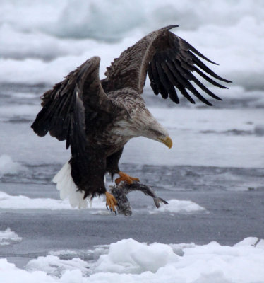 BIRD - EAGLE - WHITE-TAILED EAGLE - RAUSU - SHIRETOKO PENINSULA & NATIONAL PARK - HOKKAIDO JAPAN (19).JPG