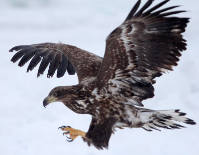 BIRD - EAGLE - WHITE-TAILED EAGLE - RAUSU, SHIRETOKO PENINSULA & NATIONAL PARK - HOKKAIDO JAPAN (12).JPG