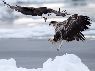 BIRD - EAGLE - WHITE-TAILED EAGLE - RAUSU, SHIRETOKO PENINSULA & NATIONAL PARK - HOKKAIDO JAPAN (129).JPG