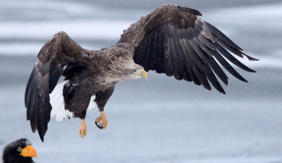 BIRD - EAGLE - WHITE-TAILED EAGLE - RAUSU, SHIRETOKO PENINSULA & NATIONAL PARK - HOKKAIDO JAPAN (23).JPG