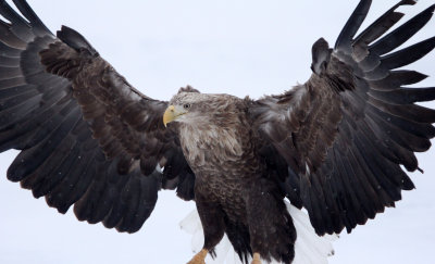 BIRD - EAGLE - WHITE-TAILED EAGLE - RAUSU, SHIRETOKO PENINSULA & NATIONAL PARK - HOKKAIDO JAPAN (33).JPG