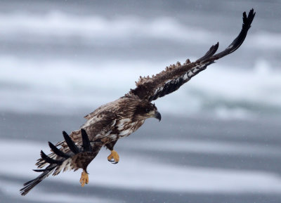 BIRD - EAGLE - WHITE-TAILED EAGLE - RAUSU, SHIRETOKO PENINSULA & NATIONAL PARK - HOKKAIDO JAPAN (41).JPG