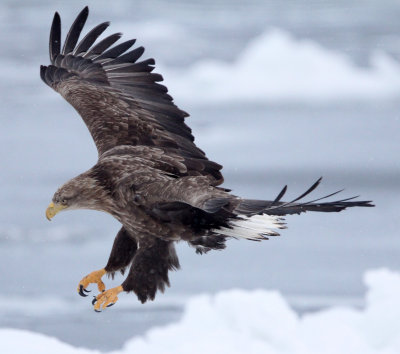 BIRD - EAGLE - WHITE-TAILED EAGLE - RAUSU, SHIRETOKO PENINSULA & NATIONAL PARK - HOKKAIDO JAPAN (49).JPG