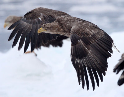 BIRD - EAGLE - WHITE-TAILED EAGLE - RAUSU, SHIRETOKO PENINSULA & NATIONAL PARK - HOKKAIDO JAPAN (73).JPG