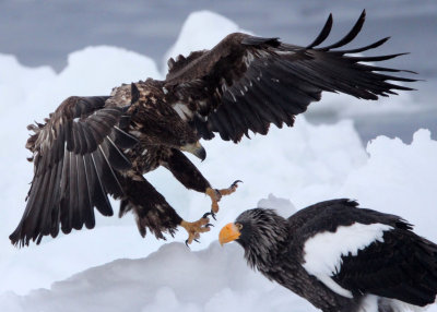 BIRD - EAGLE - WHITE-TAILED EAGLE - RAUSU, SHIRETOKO PENINSULA & NATIONAL PARK - HOKKAIDO JAPAN (99).JPG