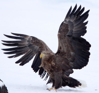 BIRD - EAGLE - WHITE-TAILED EAGLE - RAUSU, SHIRETOKO PENINSULA & NATIONAL PARK, HOKKAIDO JAPAN (35).JPG